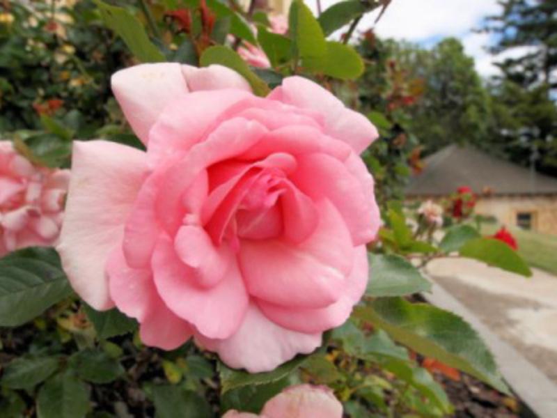Waratah On York Hotel Launceston Ngoại thất bức ảnh